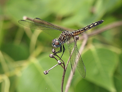 [A close side view of a dragonfly perched on the tip of a branch. Her eyes are blue on the outer edges, but a brownish tint at the center top. Her thorax and body are yellow with black stripes. The body has stripes running the length of the body while the thorax stripes run top to bottom.]